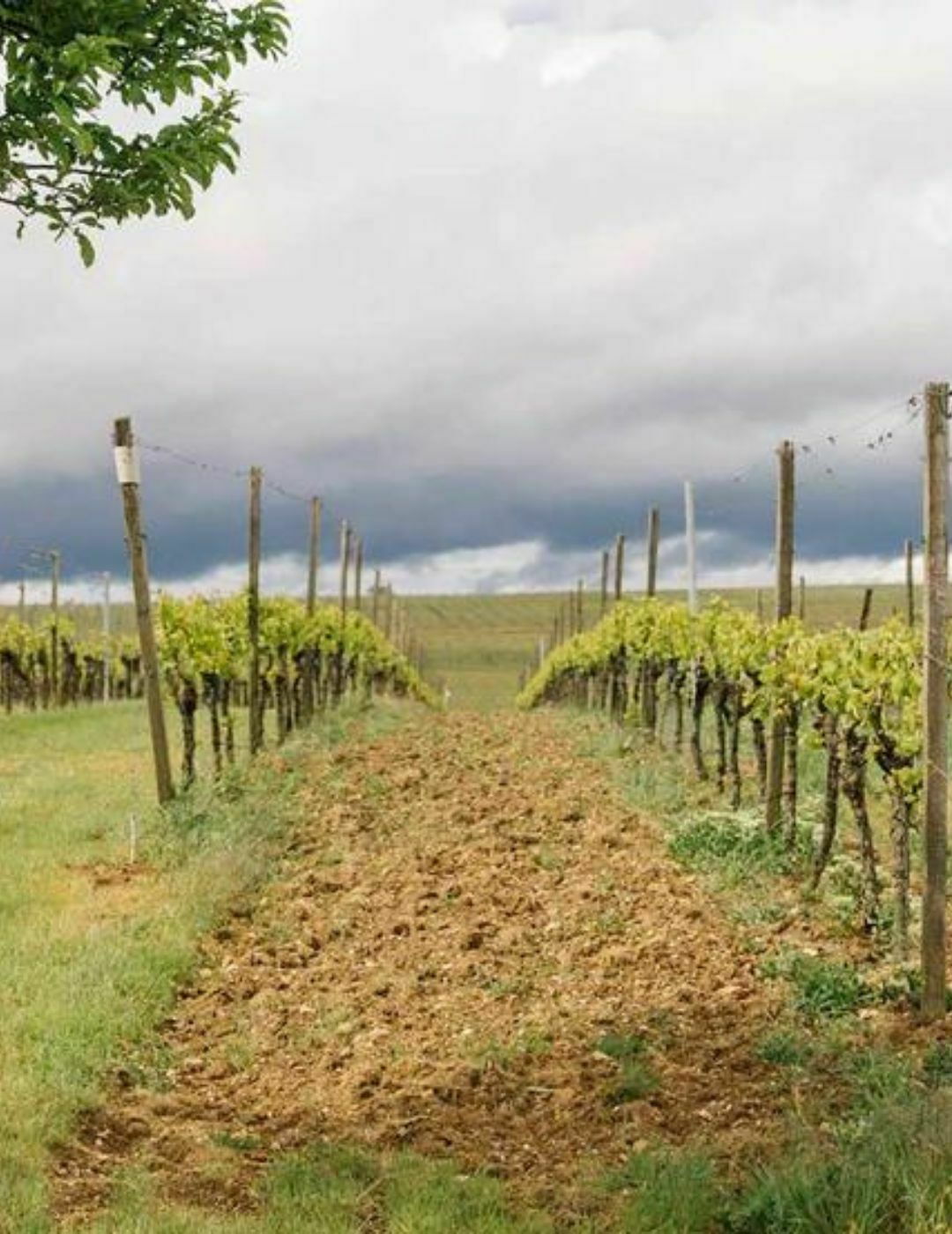 Riesling sans alcool - édition Anette Closheim