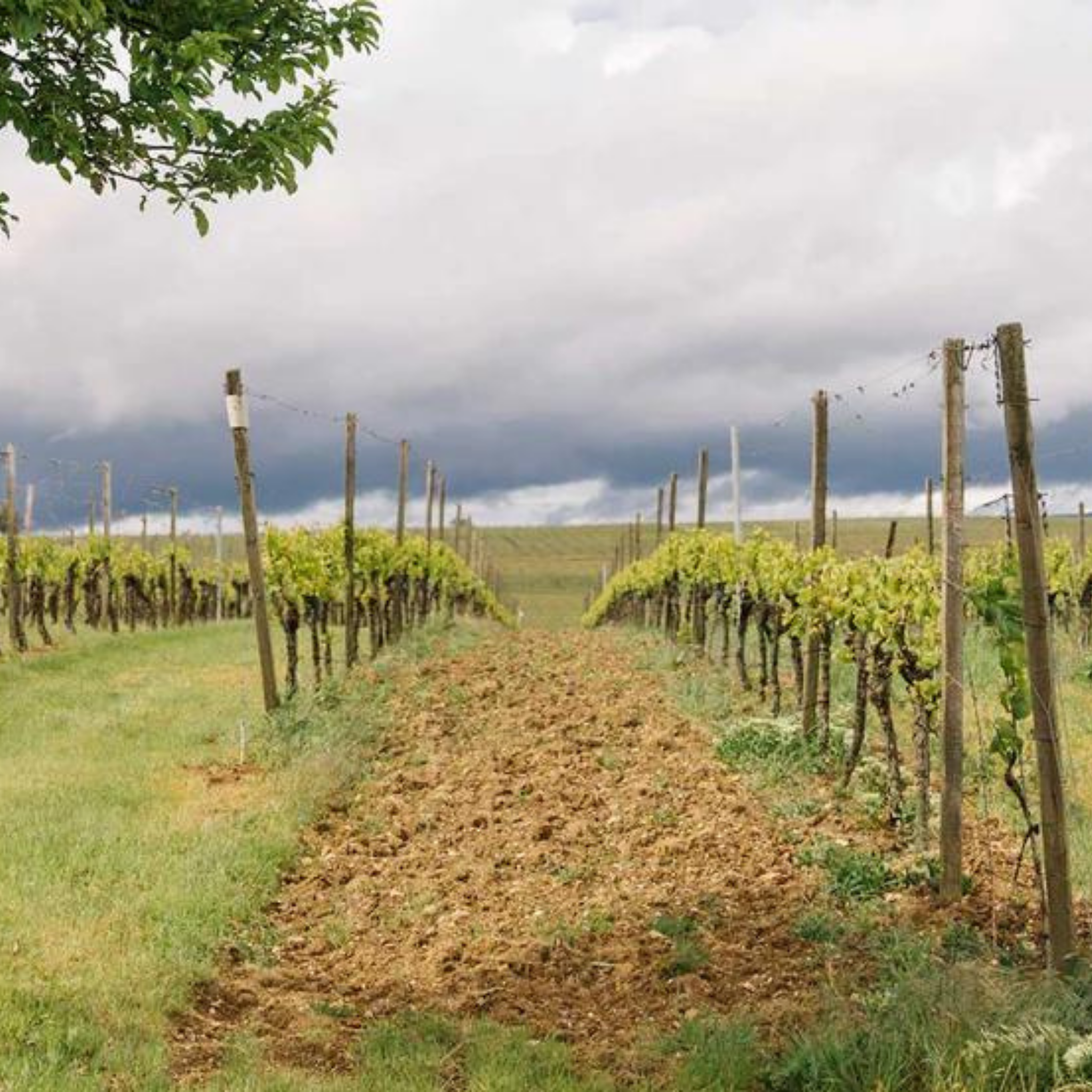 Riesling sans alcool - édition Anette Closheim