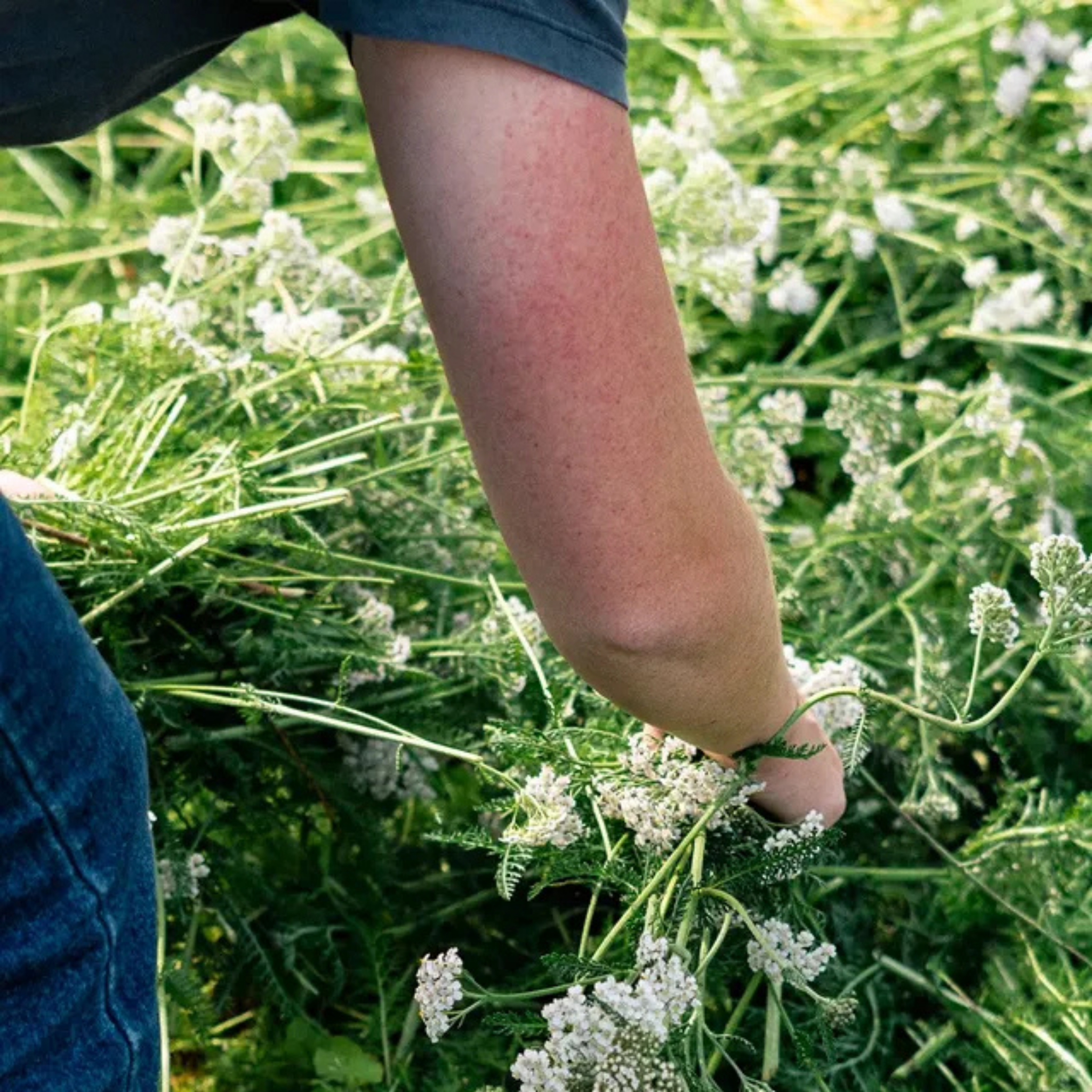 Sirop Ice Tea Sauvage - Roze Bunker