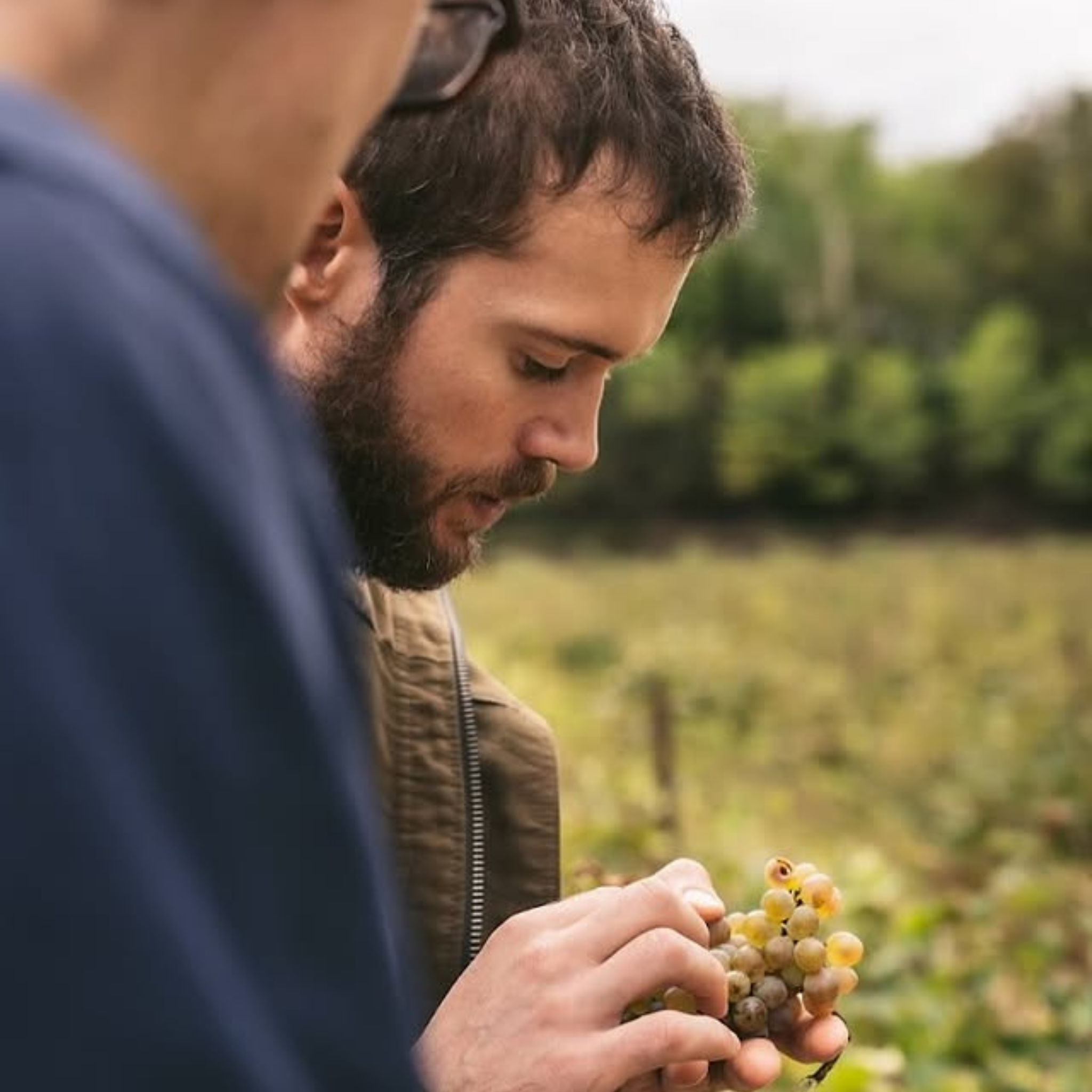 Kombucha Cassis bio