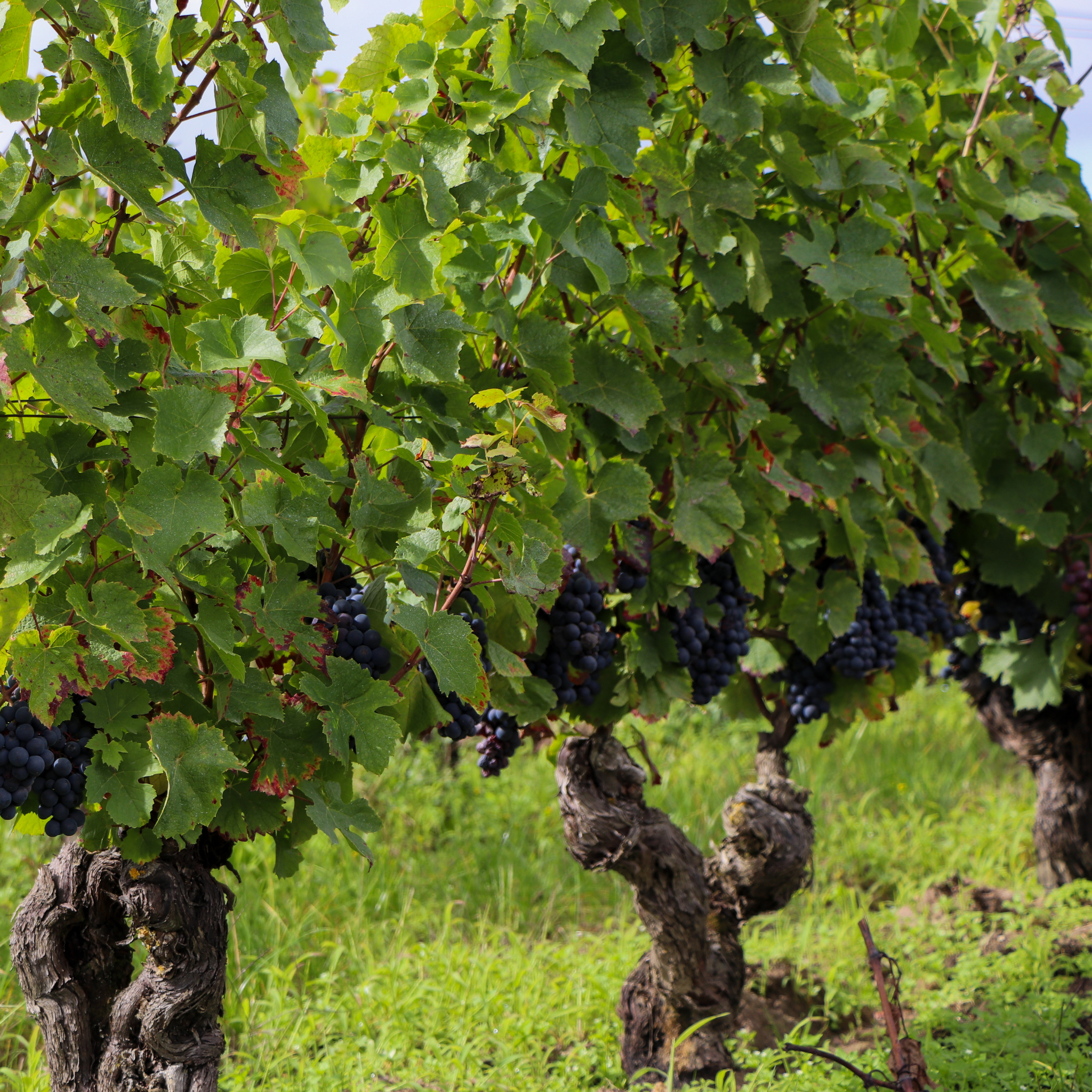 Collection Vigneron - Pinot noir