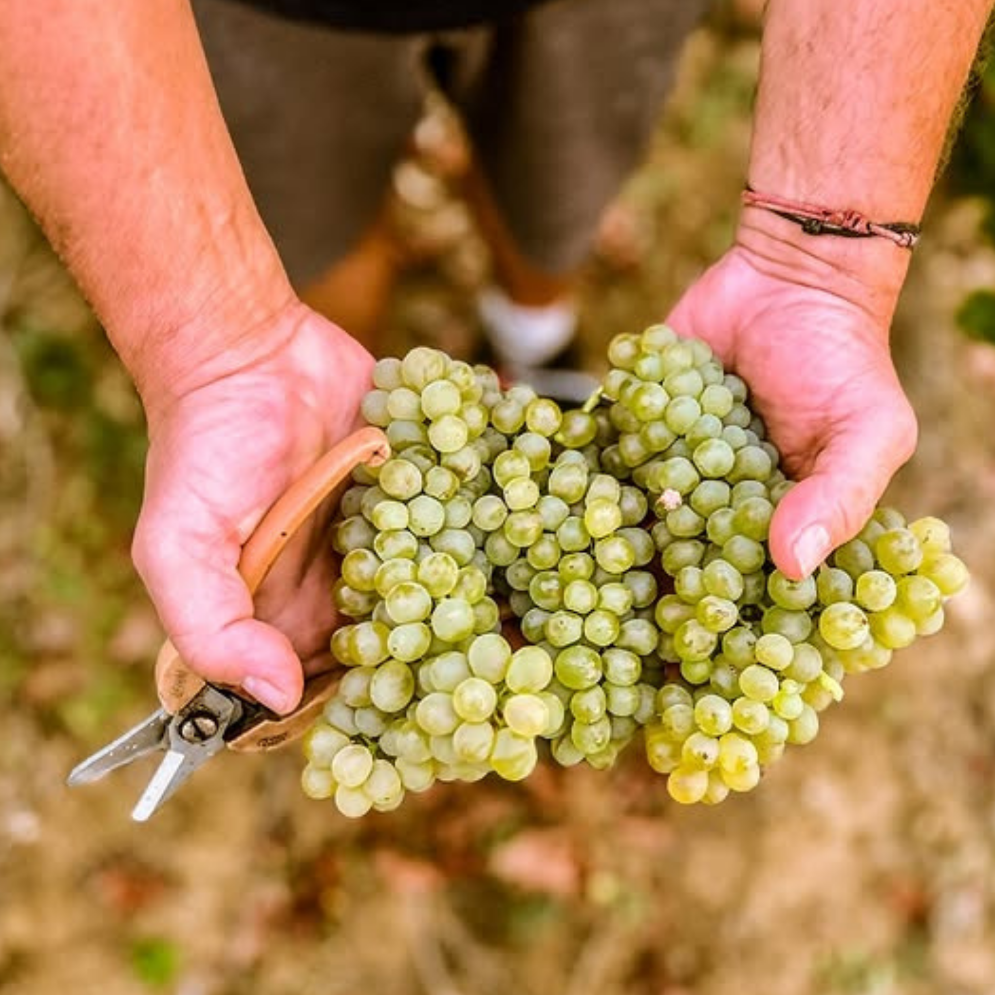 Viognier Sauvignon - Blanc sans alcool 0%