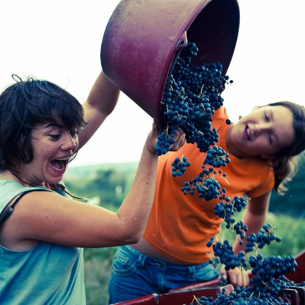 Antidote Rouge - Jus de Fruits et Tisane - Domaine des Grottes