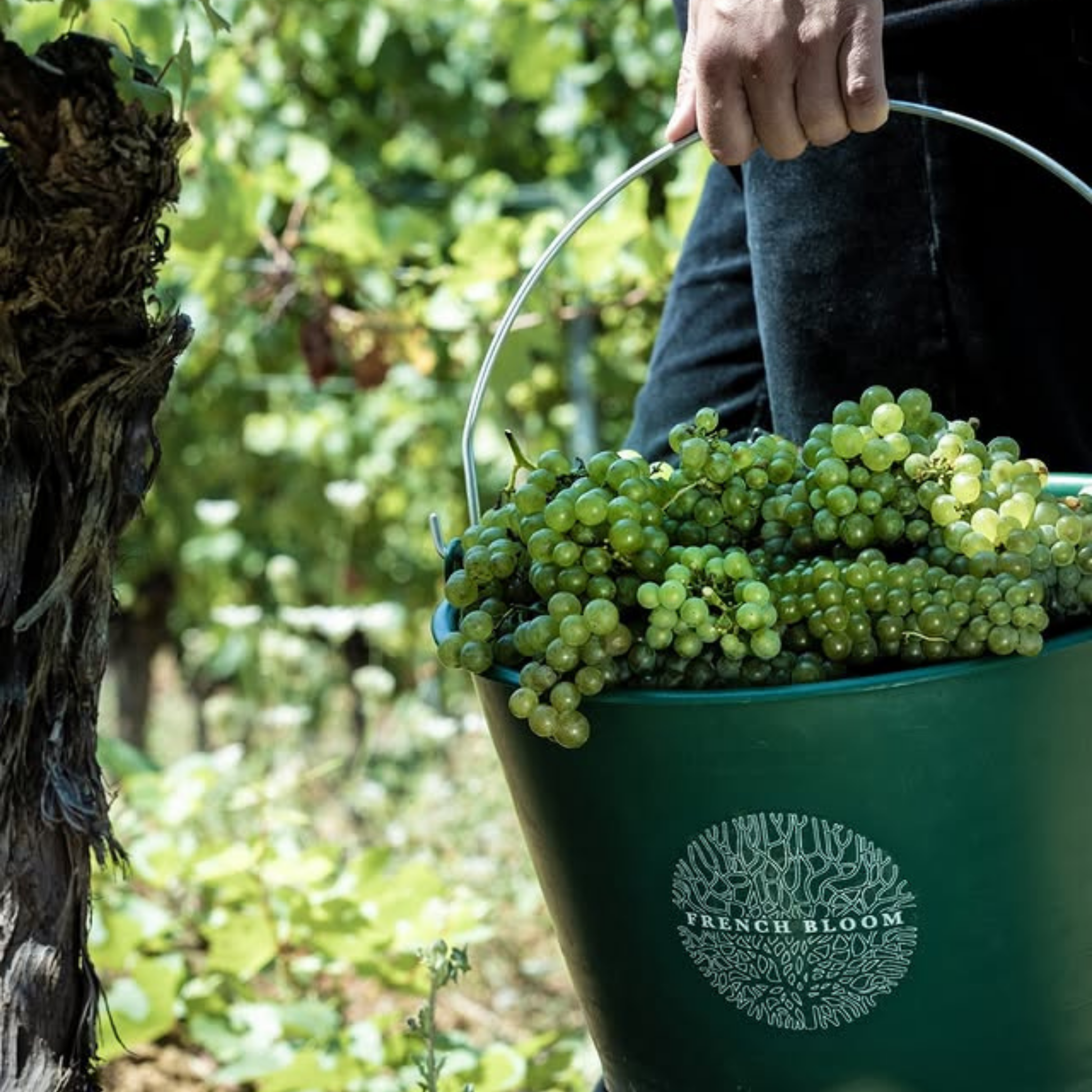 Cuvée vintage 2022 - Effervescent millésimé 0.0