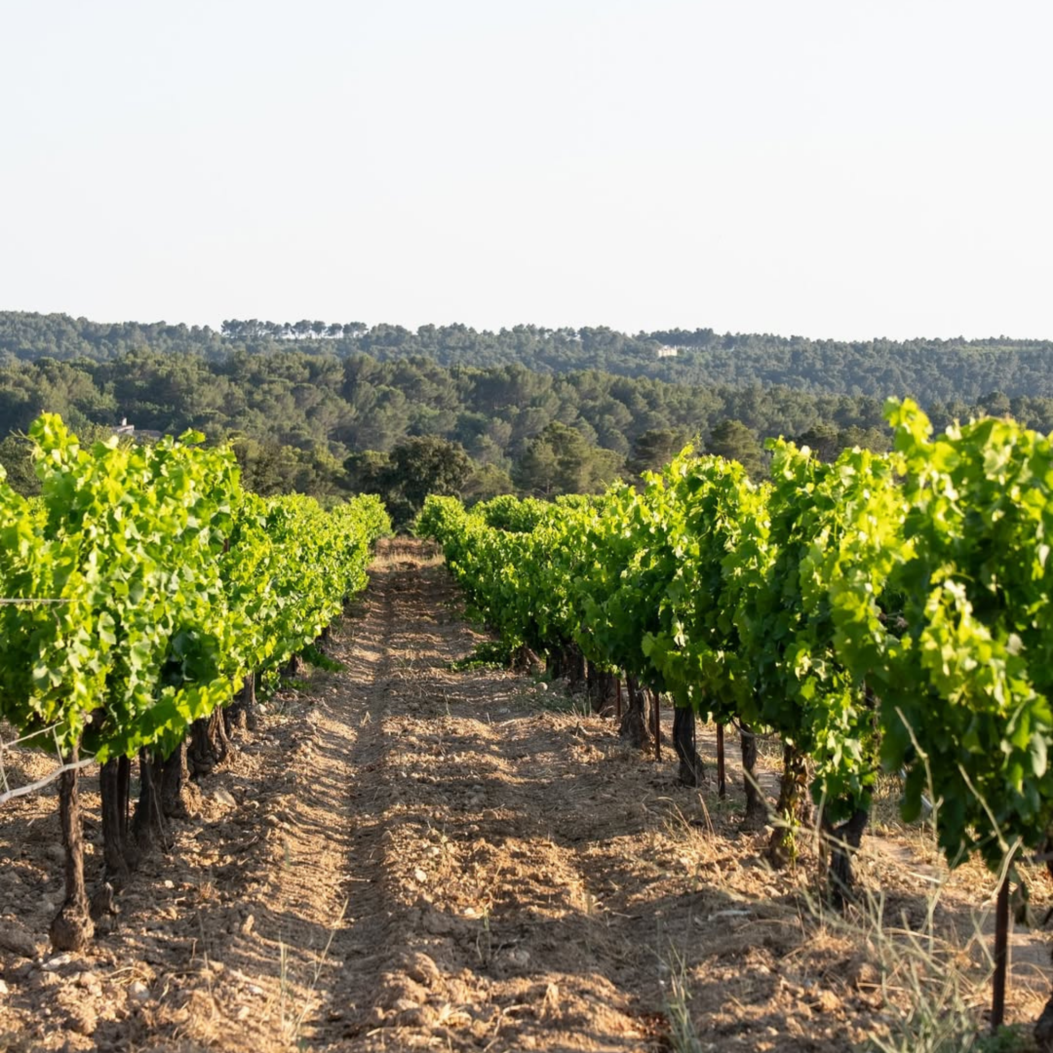 JAVA - Rosé de Provence