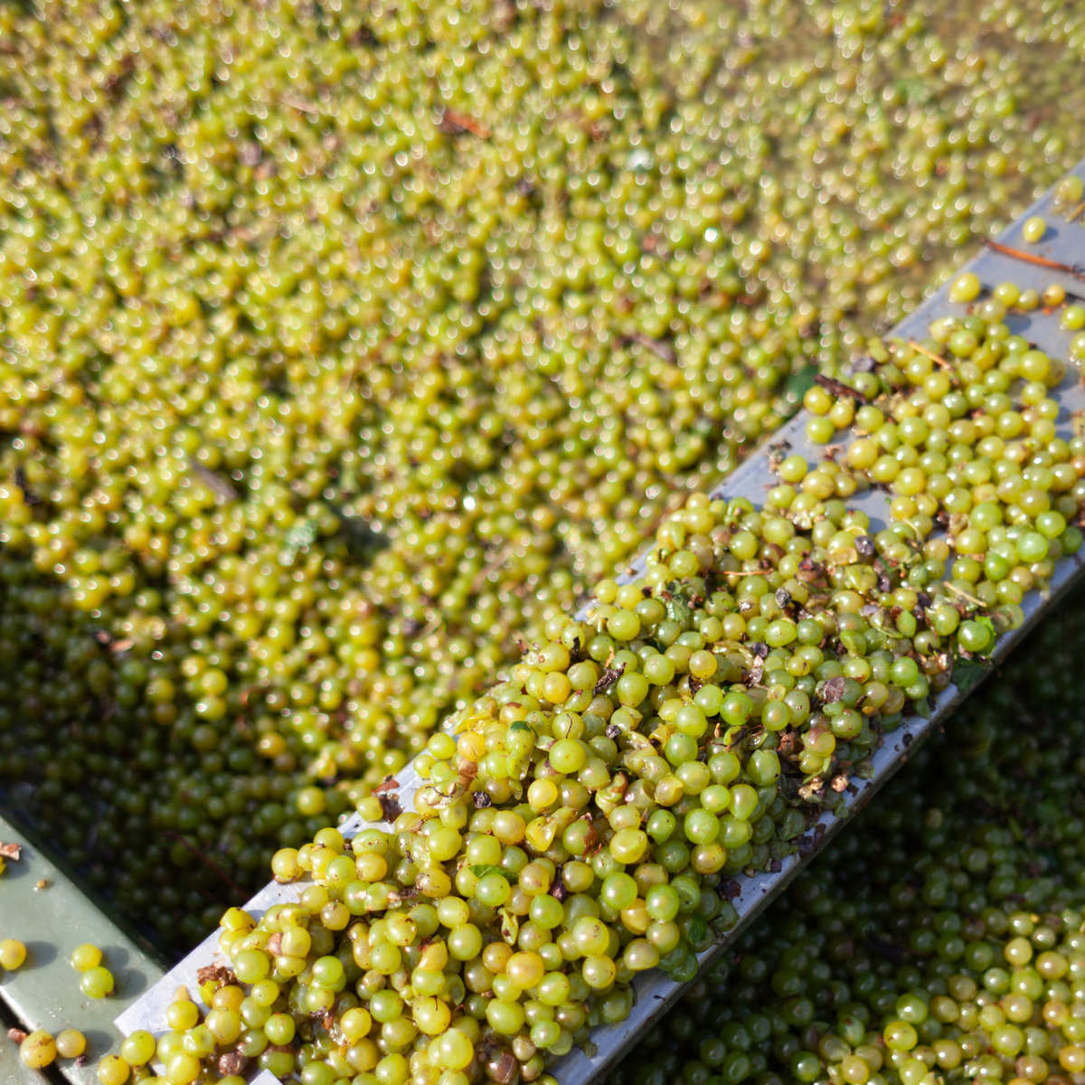 Sauvignon Blanc 2024 - Kolonne Null