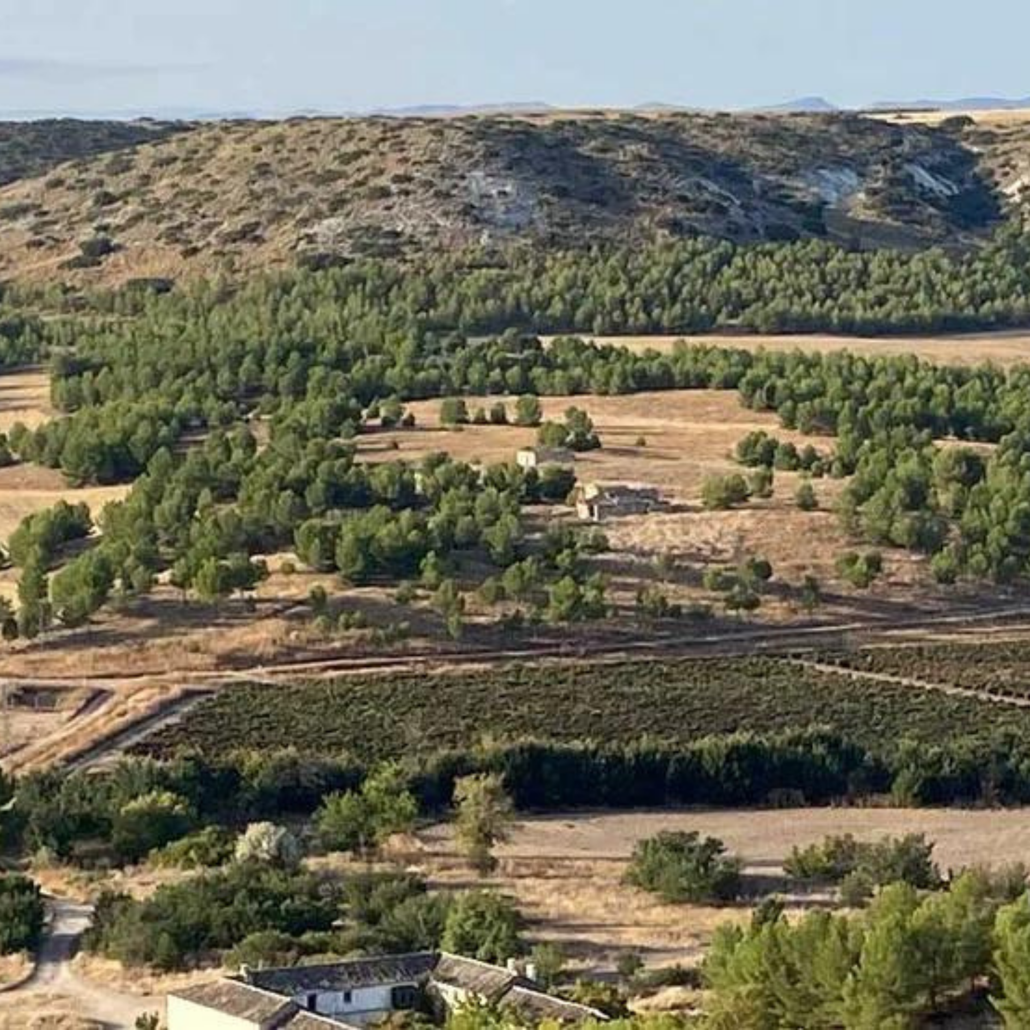 Cépage Verdejo désalcoolisé 0.5% - Edition 2023