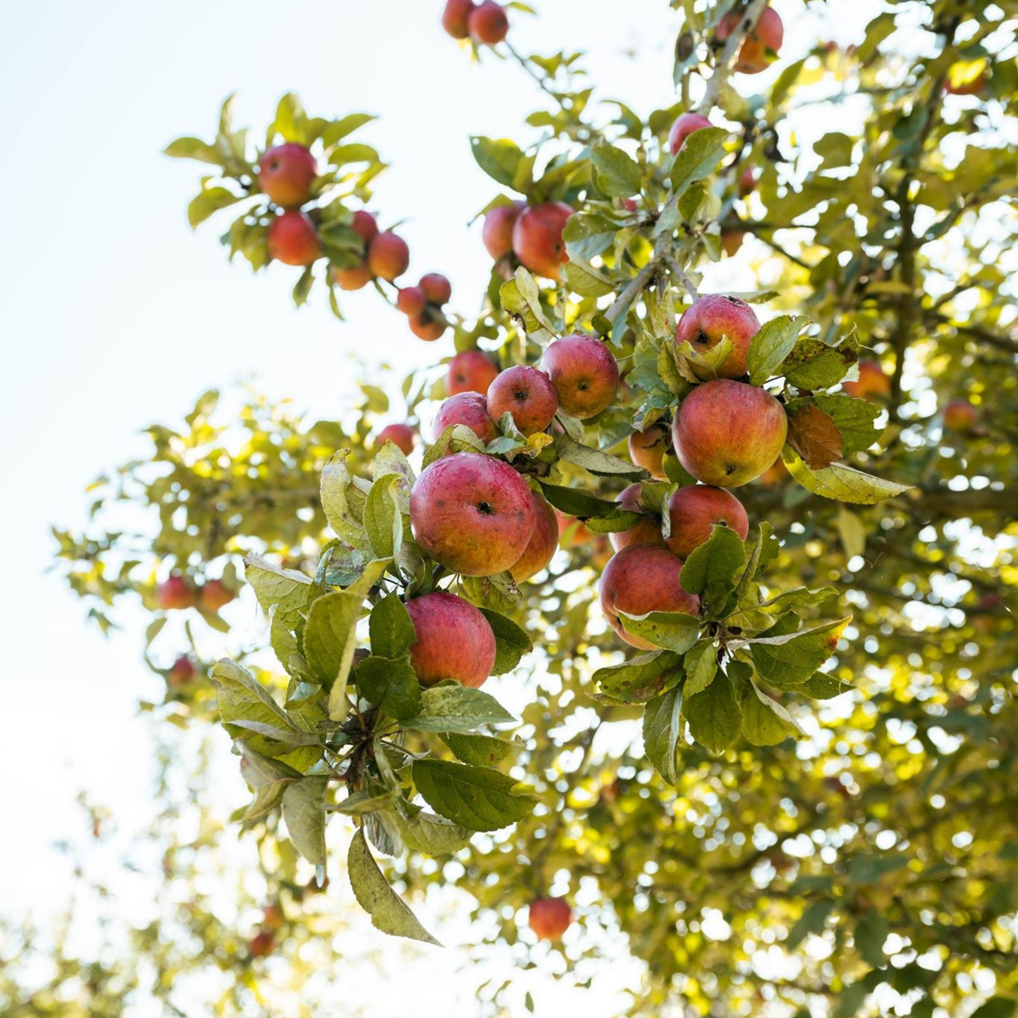 Cidre bio sans alcool