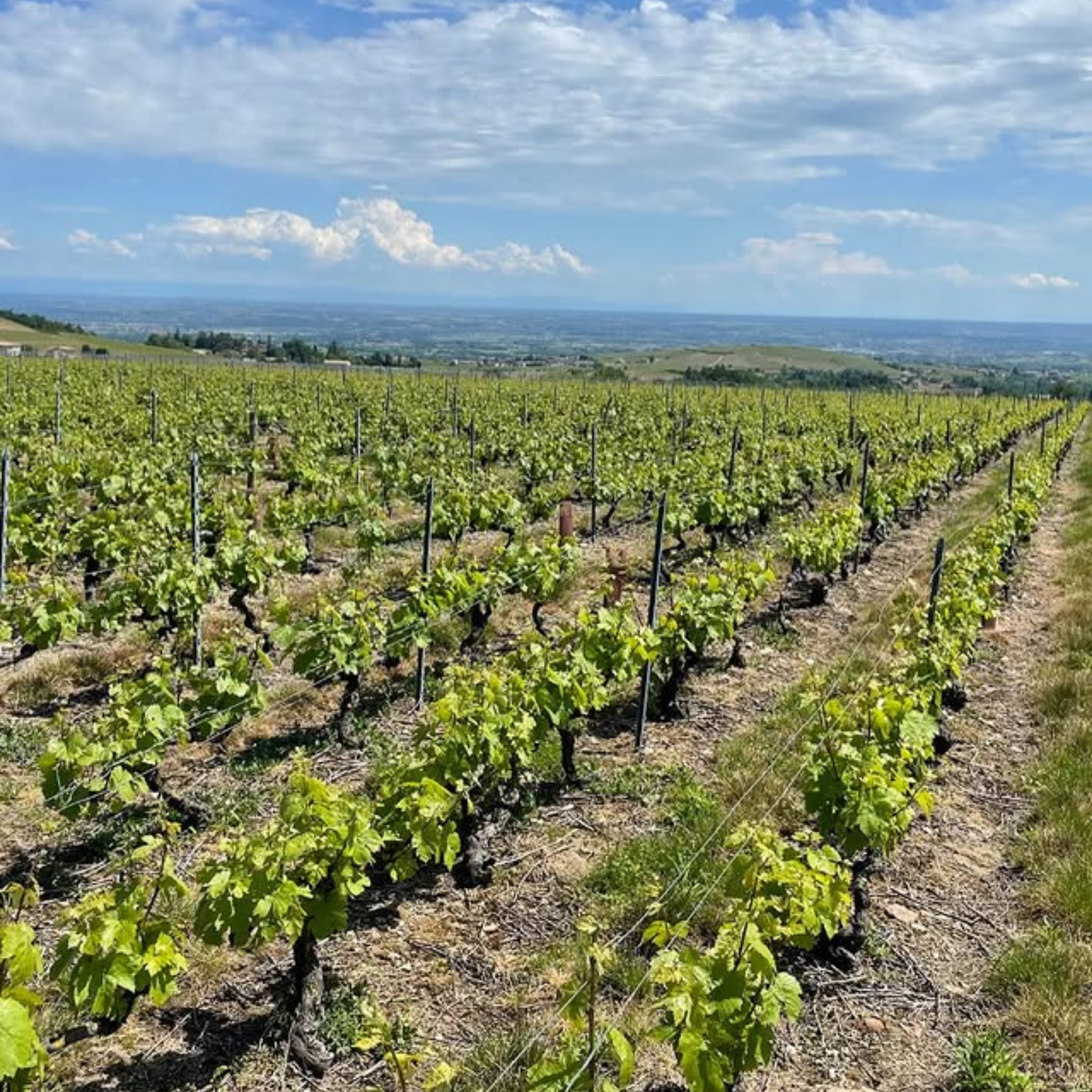 Majolia - Le Gamay
