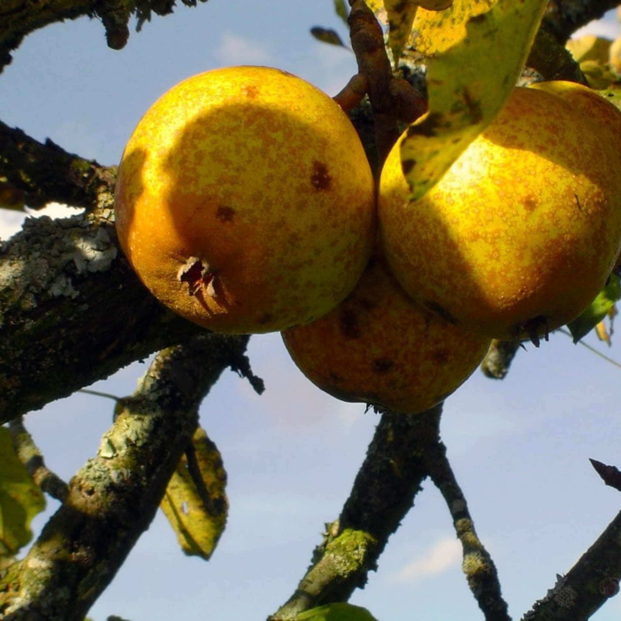 Le Petiot - Jus de Poire Pétillant bio