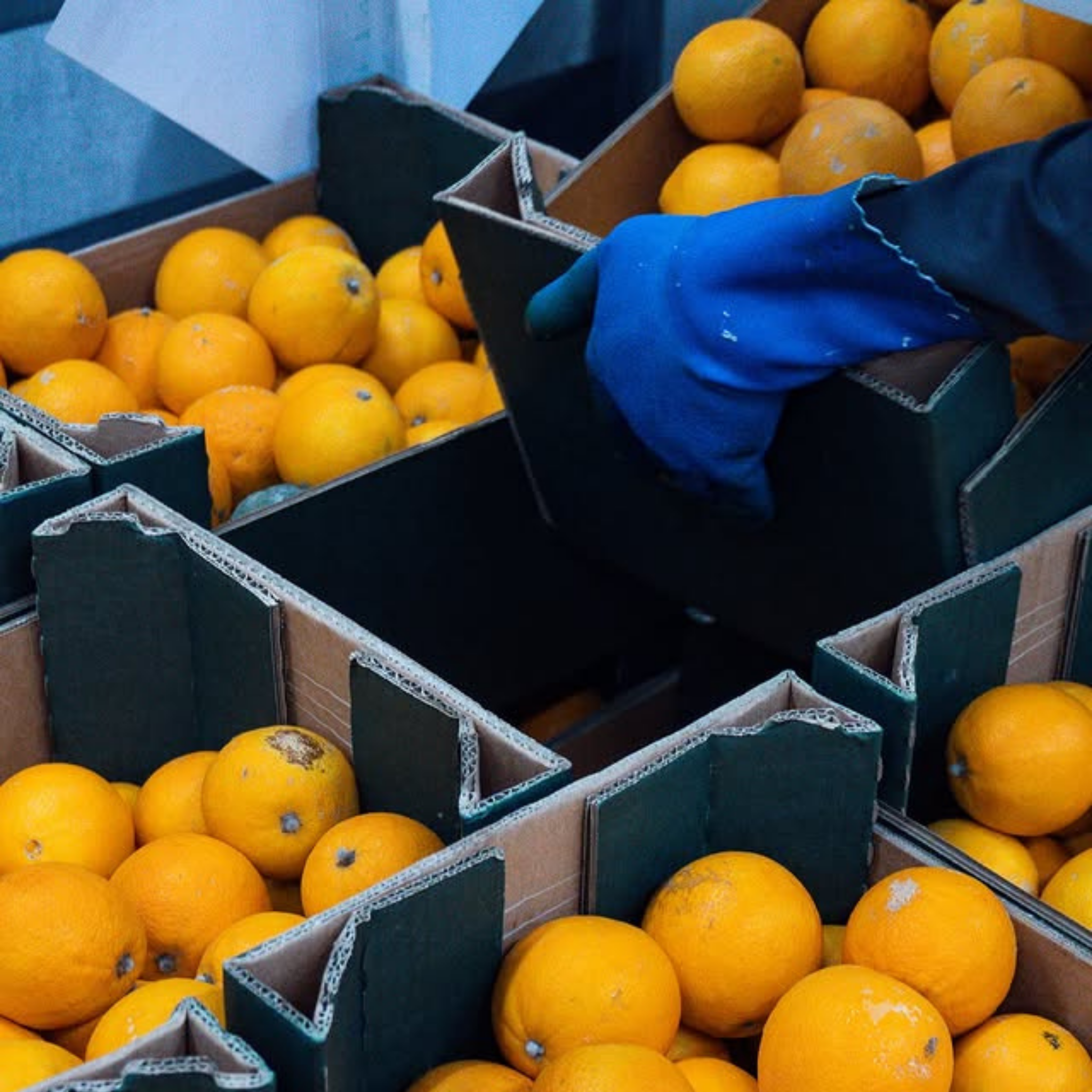 Sirop Orange Amère - Roze Bunker