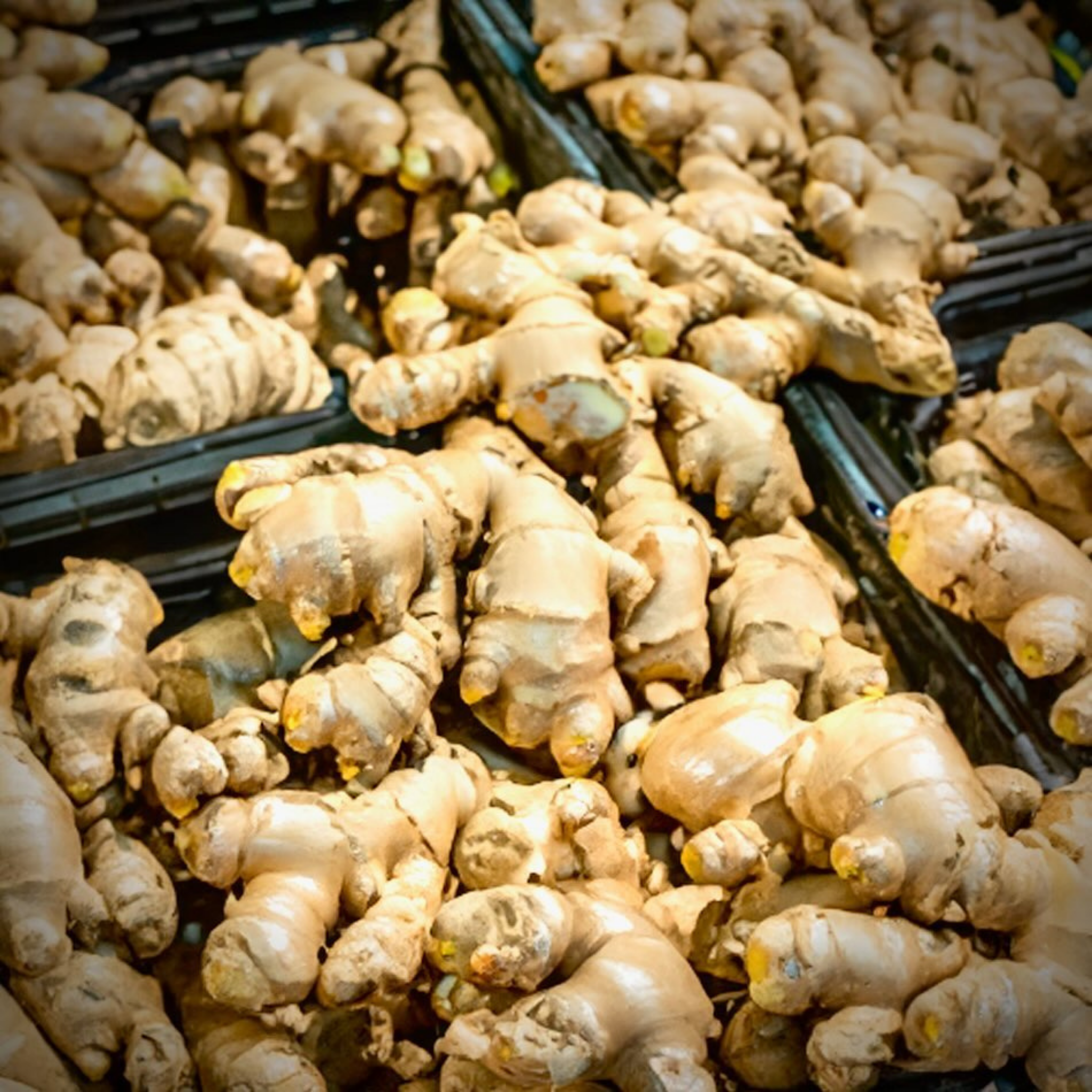 Ginger Beer bio